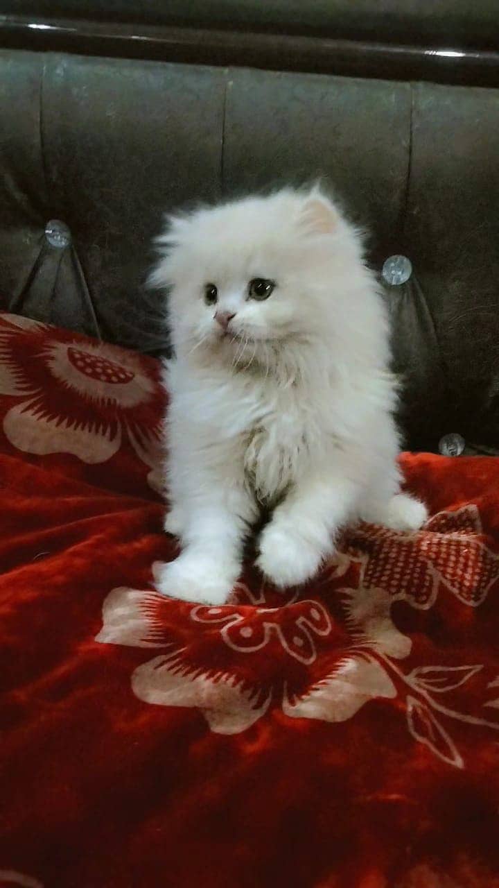 Persian kittens | triple Coated | Punch Face kittens | Persian Cat 4