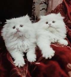 Persian kittens | triple Coated | Punch Face kittens | Persian Cat