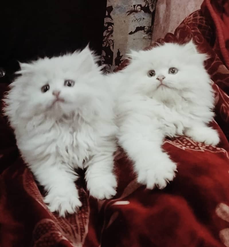 Persian kittens | triple Coated | Punch Face kittens | Persian Cat 5