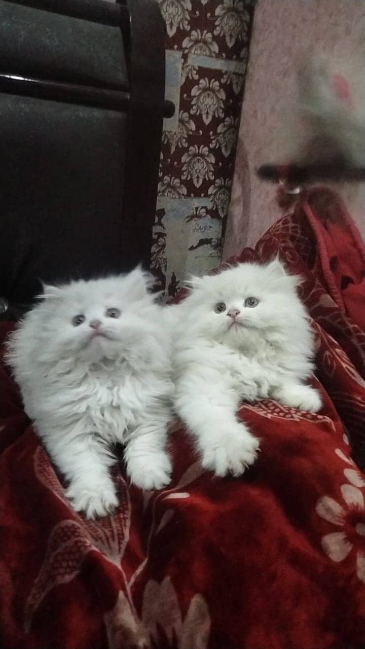 Persian kittens | triple Coated | Punch Face kittens | Persian Cat 6