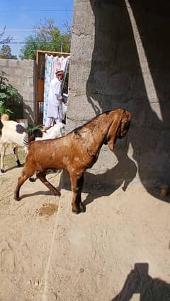 khera kamori male Goat