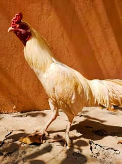 Pure Heera Pair | Aseel Hens | Hera aseel | Heera aseel | Breeder Pair