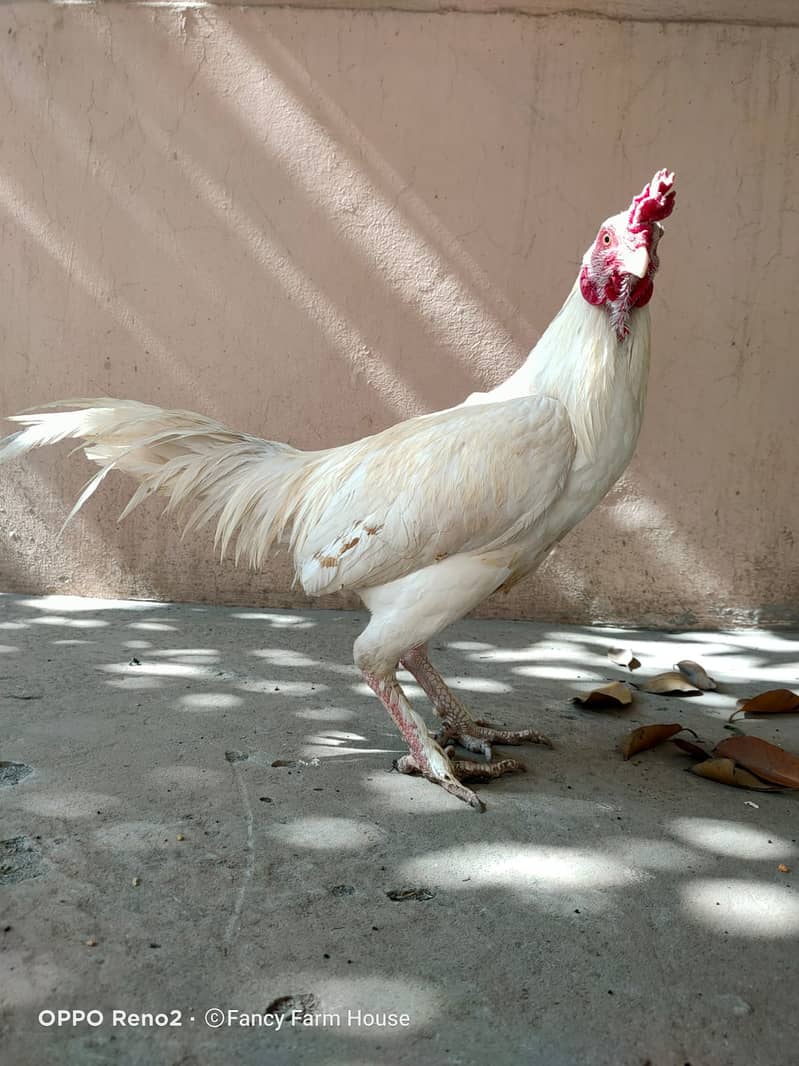 Pure Heera Pair | Aseel Hens | Hera aseel | Heera aseel | Breeder Pair 1