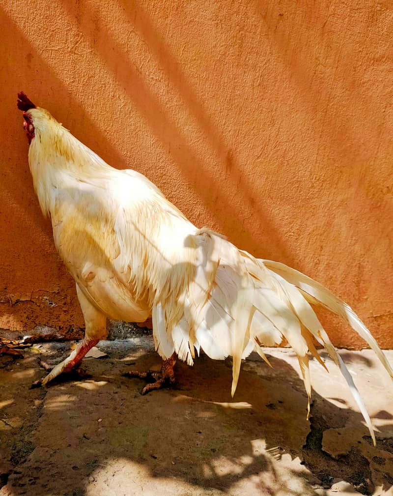 Pure Heera Pair | Aseel Hens | Hera aseel | Heera aseel | Breeder Pair 2