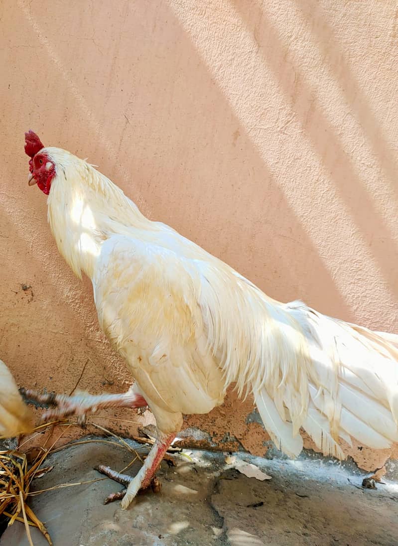 Pure Heera Pair | Aseel Hens | Hera aseel | Heera aseel | Breeder Pair 3