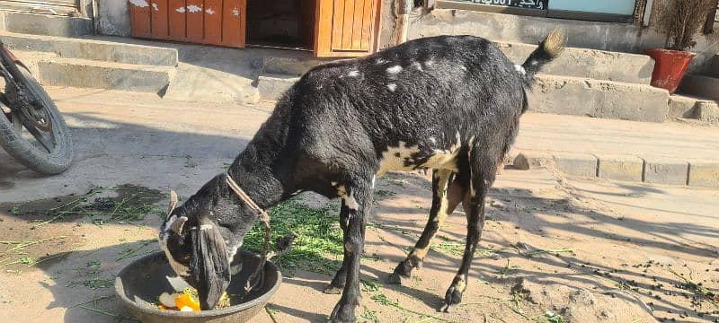 Bakri ,she goat 1