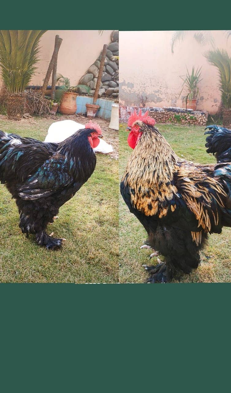 Golden Buff Breeders | Black Buff | Jawa Buff | Buff | Fancy Buff 8