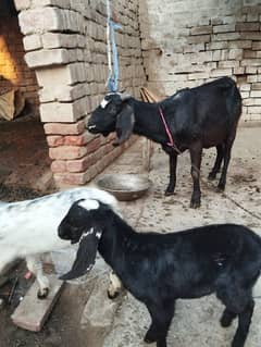 3 BChe he sath. 1 bakra or2 bakriya he