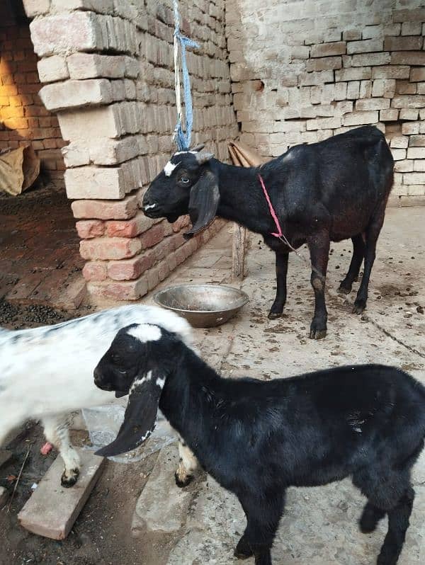 3 BChe he sath. 1 bakra or2 bakriya he 0