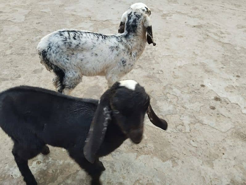 3 BChe he sath. 1 bakra or2 bakriya he 1