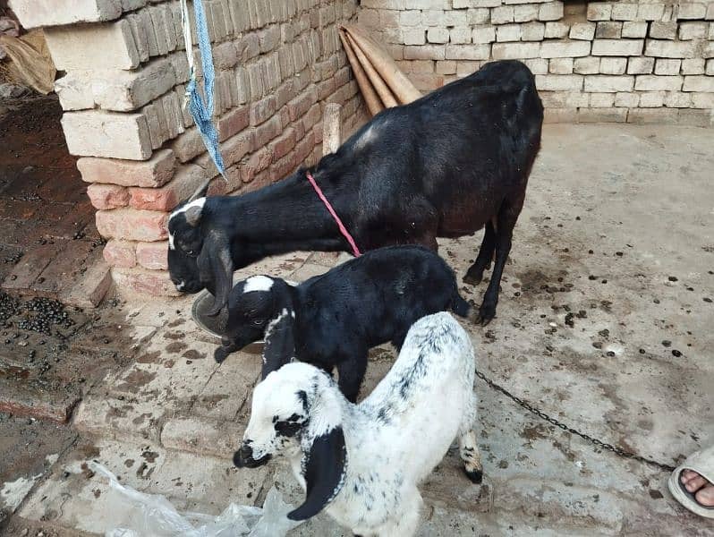 3 BChe he sath. 1 bakra or2 bakriya he 4