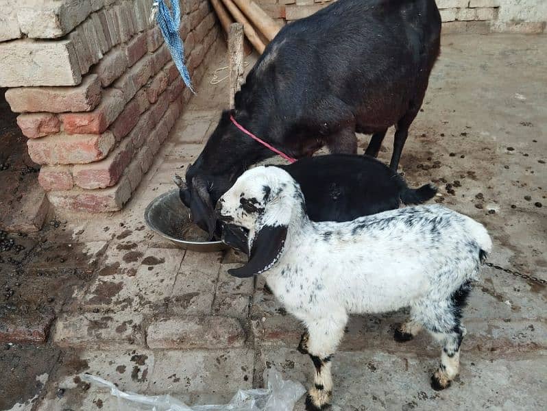 3 BChe he sath. 1 bakra or2 bakriya he 7