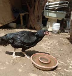 Aseel hen mainwali breed