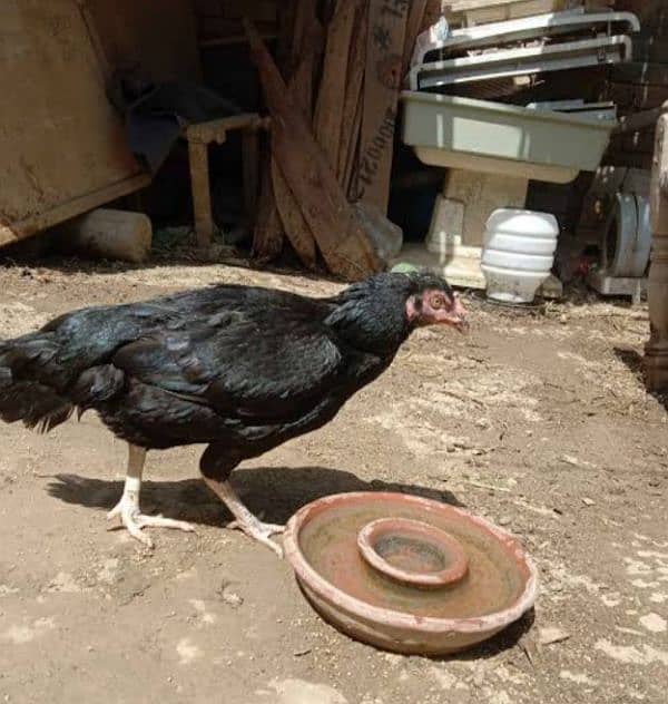 Black aseel hen mainwali breed 0