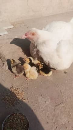 Heera chicks