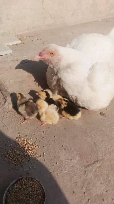 Heera chicks 0