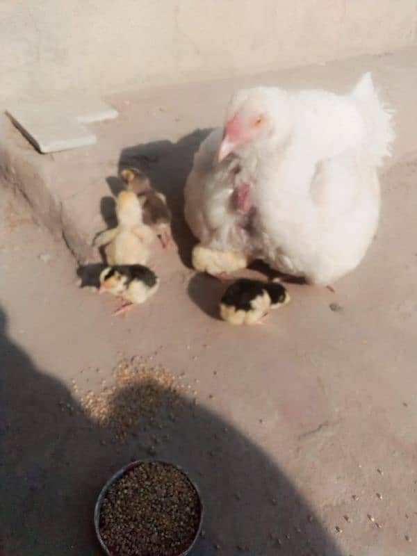 Heera chicks 2