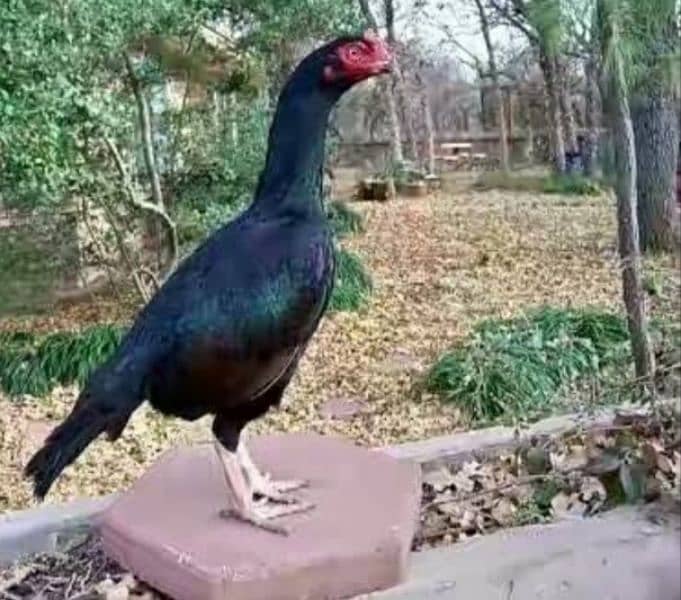 Black aseel hen mainwali breed 1