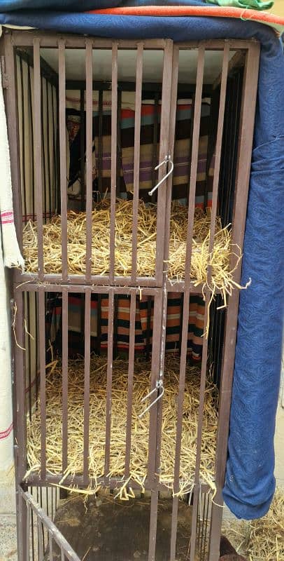 Hen Cage 1