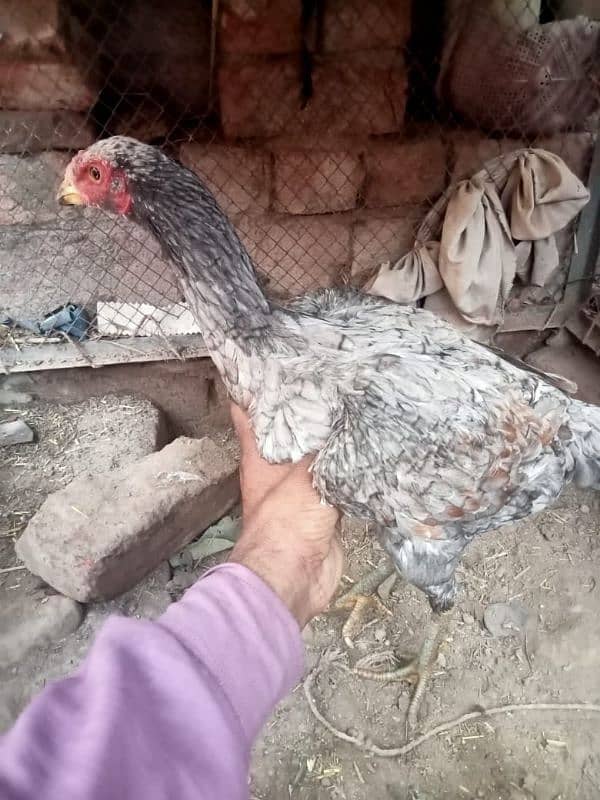 aseel Mainwali murgi for sale 2