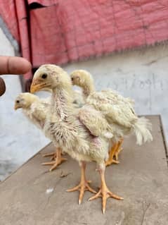 6 pure white o shamos chicks ||parents pics attached