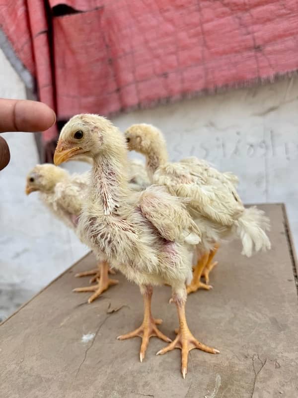 6 pure white o shamos chicks ||parents pics attached 0