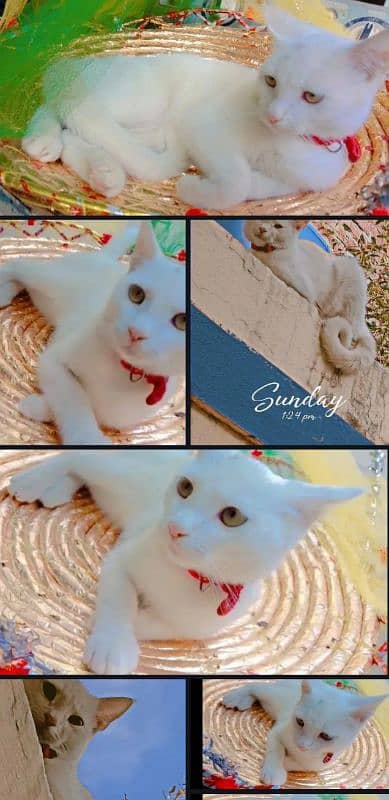 Russian Cate for sale