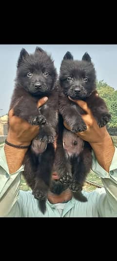 Black German Shepherd Long coat pair For Sale