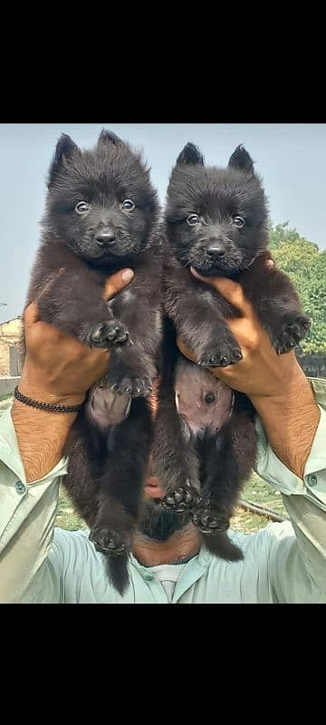 Black German Shepherd Long coat pair For Sale 0