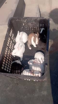 rabit babies