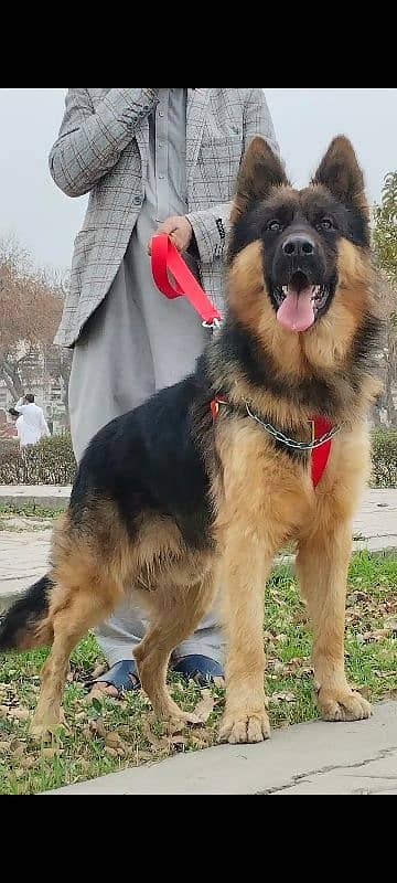 king shefard male age 10 month long coat sequrty train for sale 0