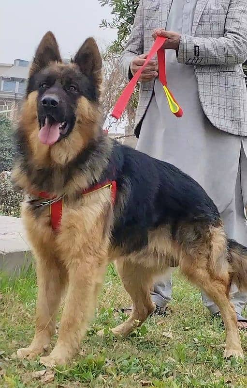 king shefard male age 10 month long coat sequrty train for sale 1