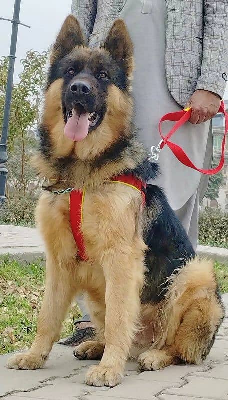 king shefard male age 10 month long coat sequrty train for sale 2