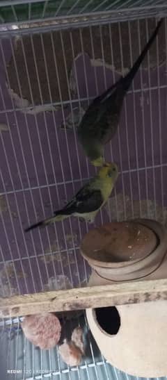 BLACK WING BUDGIES BREEDER PAIR FOR SELL