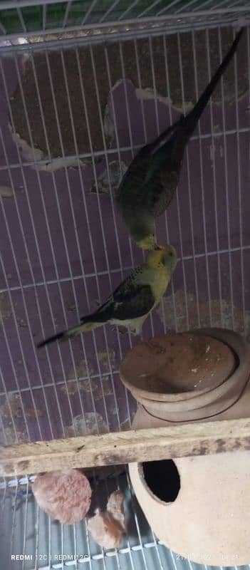 BLACK WING BUDGIES BREEDER PAIR FOR SELL 0