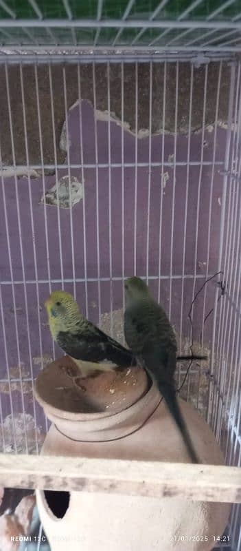 BLACK WING BUDGIES BREEDER PAIR FOR SELL 1