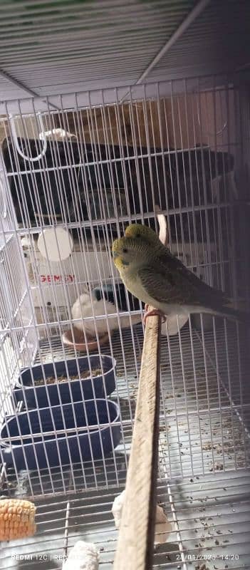 BLACK WING BUDGIES BREEDER PAIR FOR SELL 2