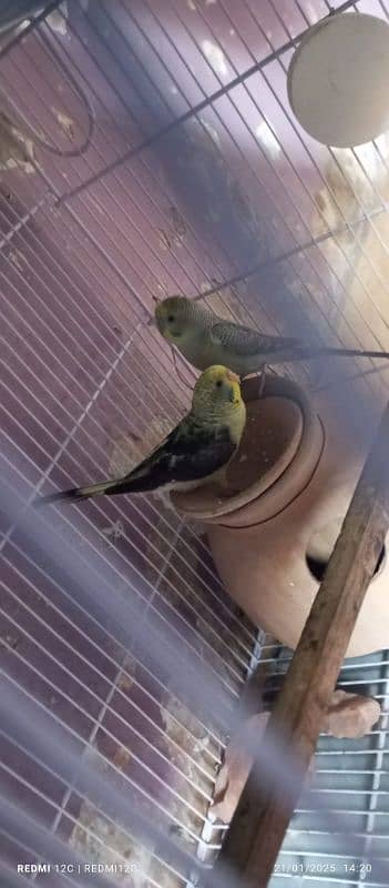 BLACK WING BUDGIES BREEDER PAIR FOR SELL 3