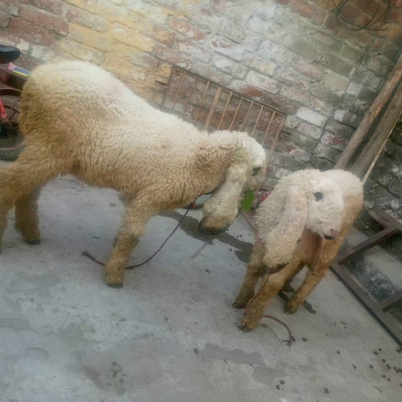 goat/kalja chahtra/sheep/teedy bakri/gabban/nagri bital path/baby goat 1