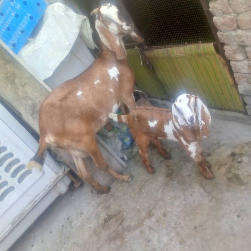 goat/kalja chahtra/sheep/teedy bakri/gabban/nagri bital path/baby goat 3