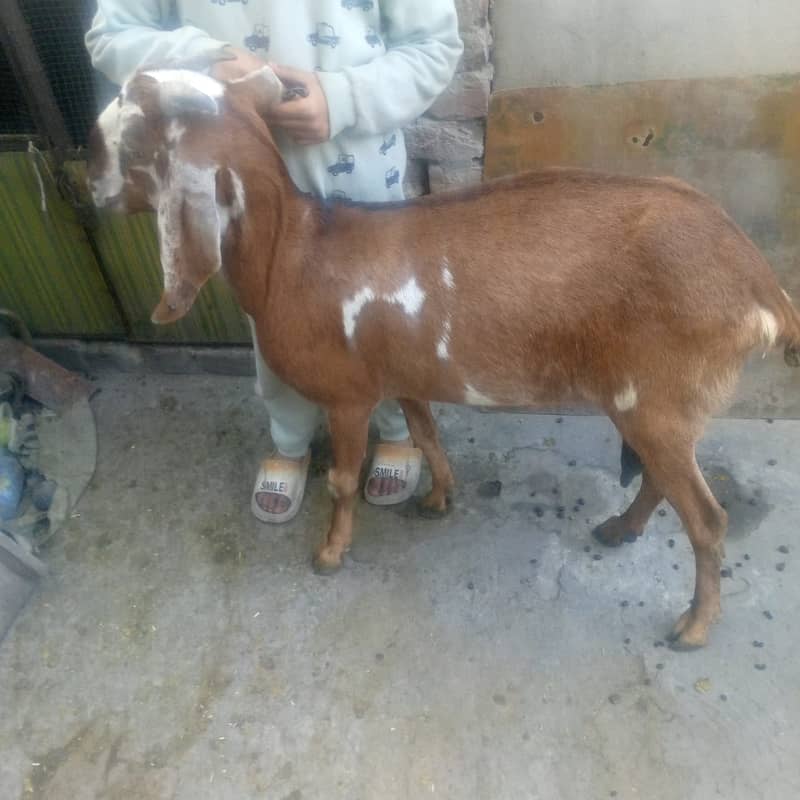 goat/kalja chahtra/sheep/teedy bakri/gabban/nagri bital path/baby goat 4