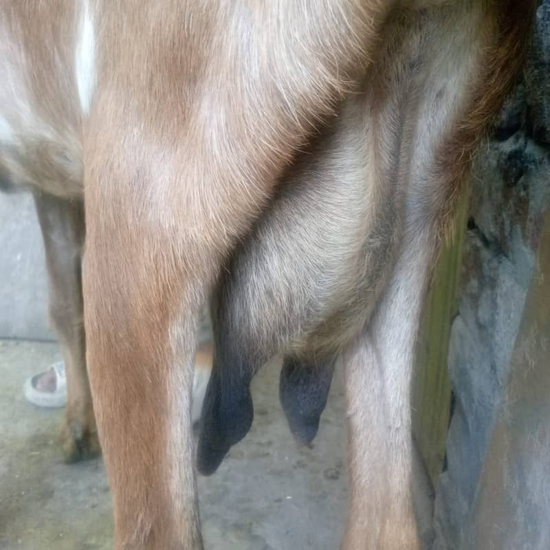 goat/kalja chahtra/sheep/teedy bakri/gabban/nagri bital path/baby goat 5