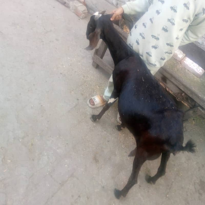 goat/kalja chahtra/sheep/teedy bakri/gabban/nagri bital path/baby goat 6