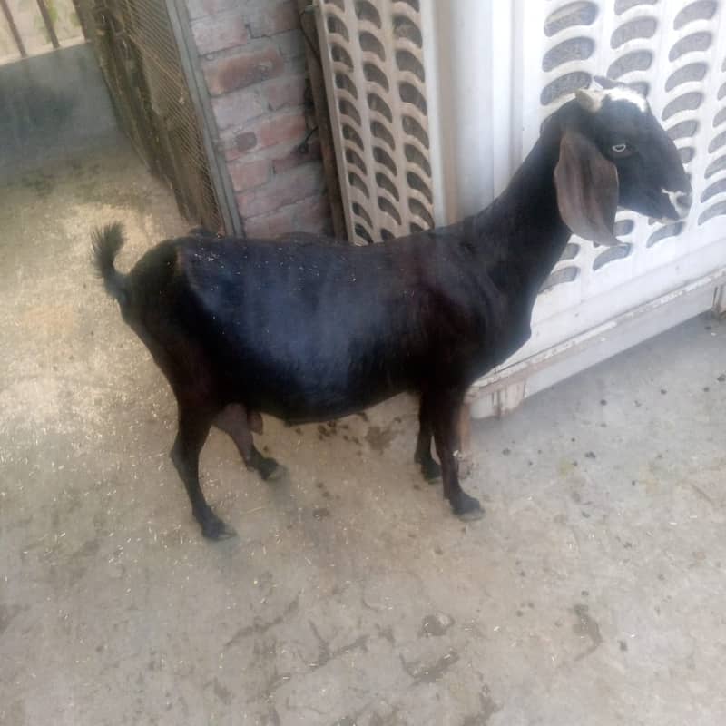 goat/kalja chahtra/sheep/teedy bakri/gabban/nagri bital path/baby goat 7