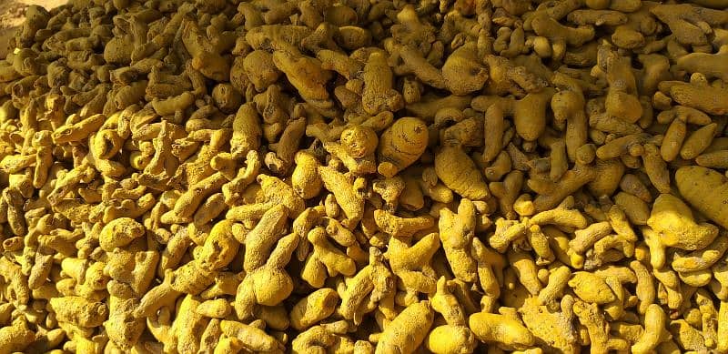 100% Natural Organic Turmeric – Fresh & Potent 4