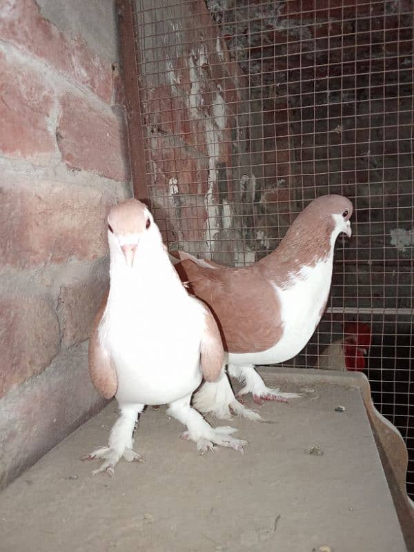 red sherazi beautiful pair ready to breed reasonable price 03264214383 2