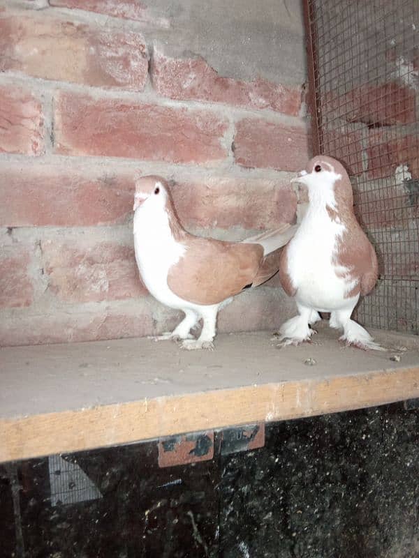 red sherazi beautiful pair ready to breed reasonable price 03264214383 3