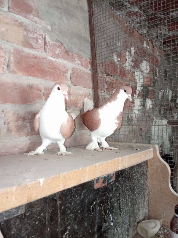 red sherazi beautiful pair ready to breed reasonable price 03264214383 4