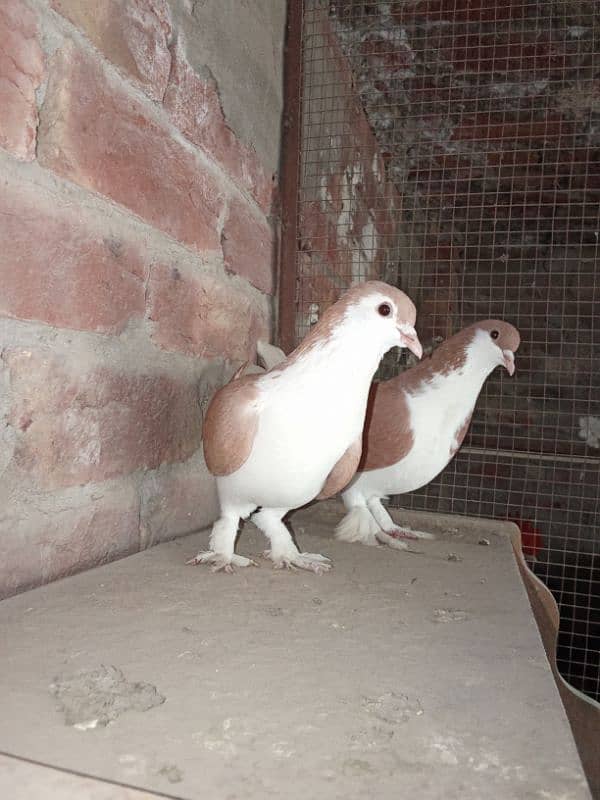 red sherazi beautiful pair ready to breed reasonable price 03264214383 5