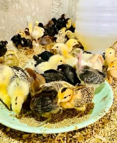 Golden|Misri|Desi|Chicks|Pathi|Murgi|EggLaying Hen|Chuzay|lohman brown